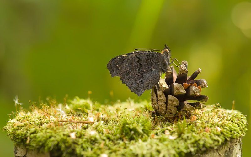 Принцесса цирка фото превью