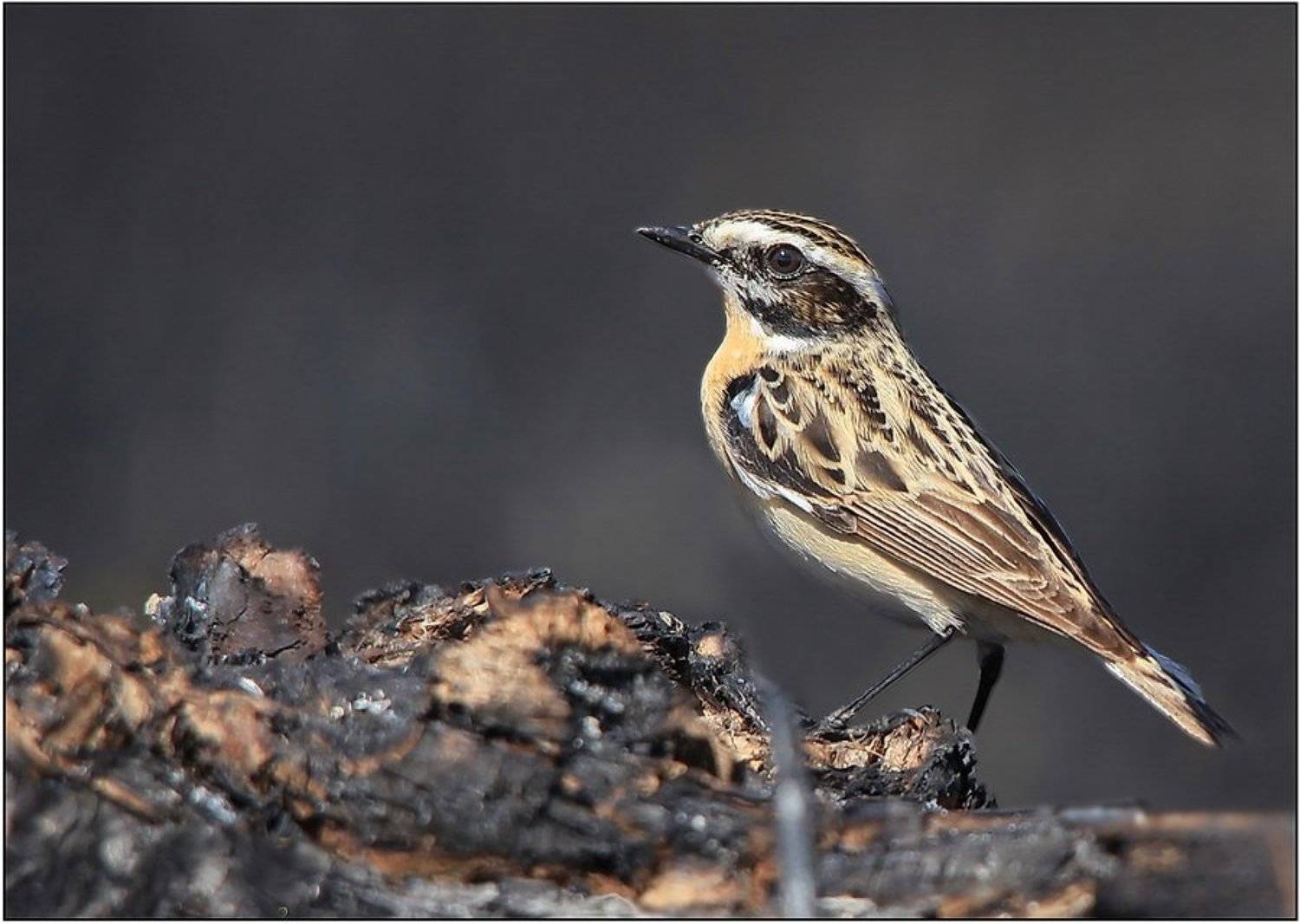 чекан, луговой, , , saxicola, ruberta, Леонид