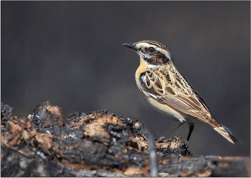 чекан, луговой, , , saxicola, ruberta ЧЕКАН ЛУГОВОЙ фото превью