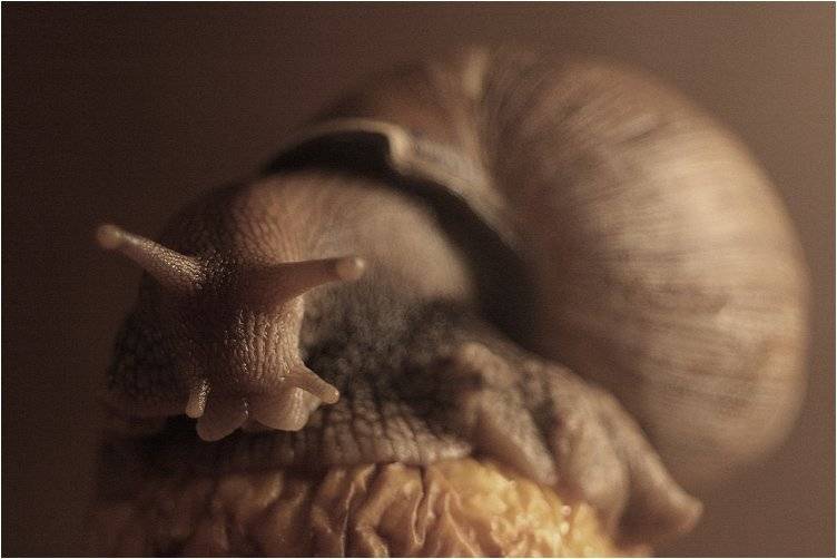 ахатина, Yakimov V