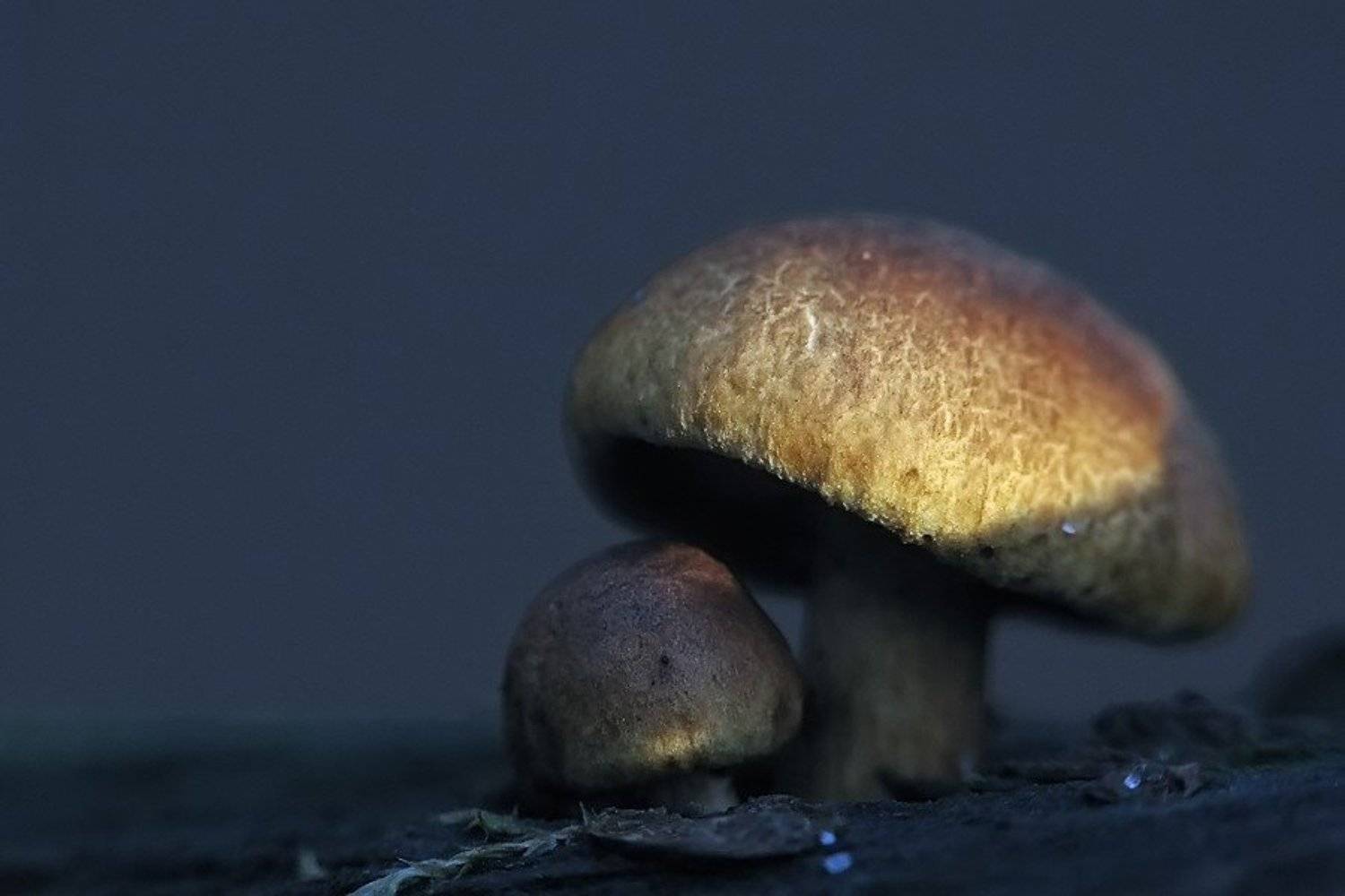 грибы, Елена Ворона