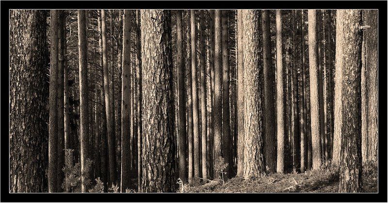 Сосновый штрих-код фото превью