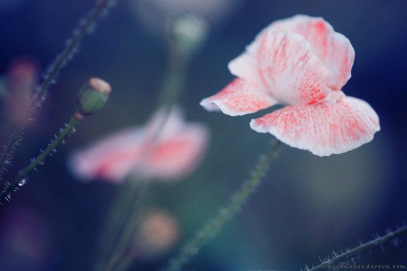 *** фото превью