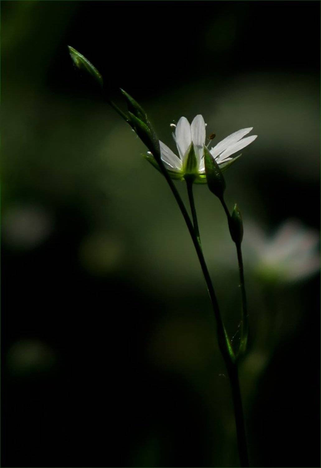 цветы, флора, растение, природа, ЦокоТушка