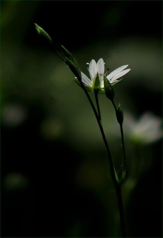 цветы, флора, растение, природа Травки полевые... фото превью