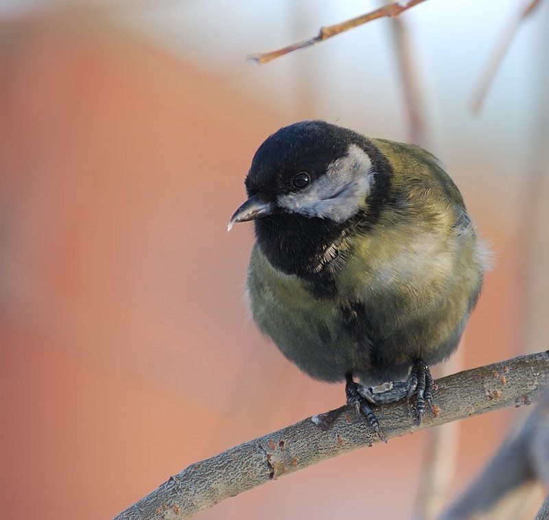 природа,птица,синица Портрет синицы... фото превью