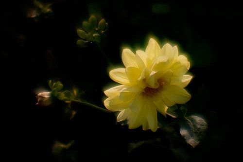 Вот такими золотыми георгинами... Поздравляю я себя с именинами -))