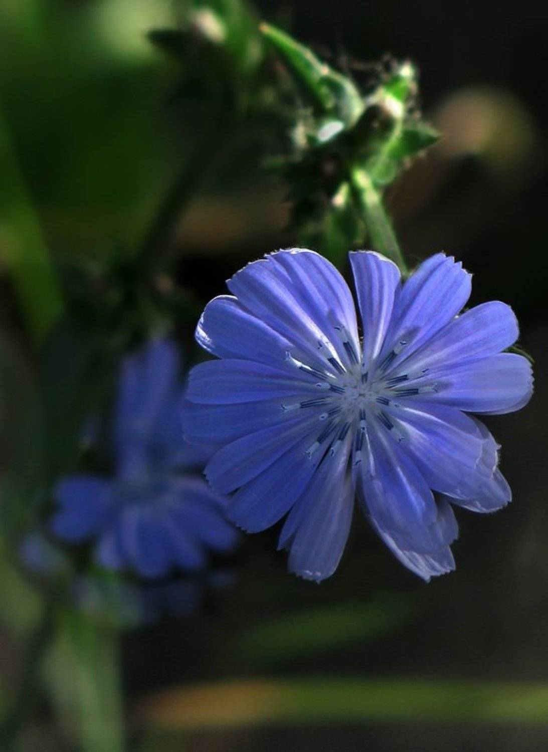 цветы, растение, флора, природа, ЦокоТушка