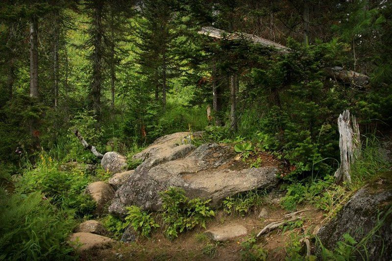 сибирь, тайга, лето, тропа Тропа к таежной заимке фото превью