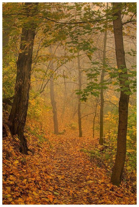 прага, осень, лес, деревья, листья, утро Краски осени фото превью