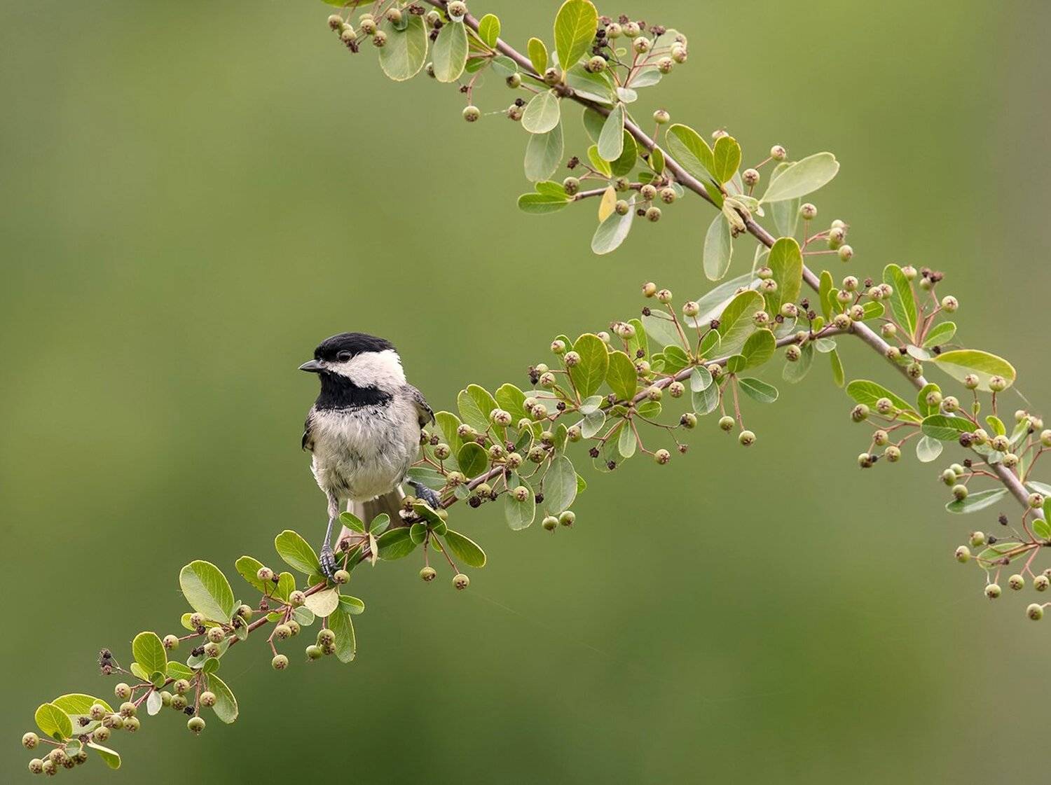 черношапочная гаичка, black-capped chickadee, синичка, Elizabeth Etkind