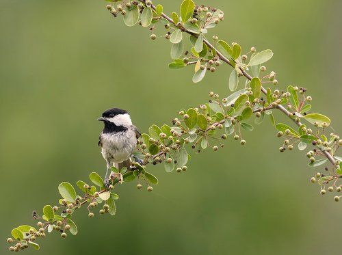 Черношапочная гаичка - Black-capped Chickadee