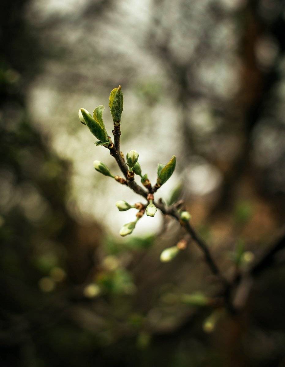 , Чернякова Анна