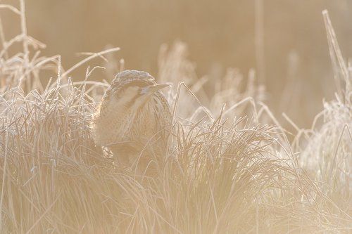 The Eurasian bittern or great bittern (Botaurus stellaris)