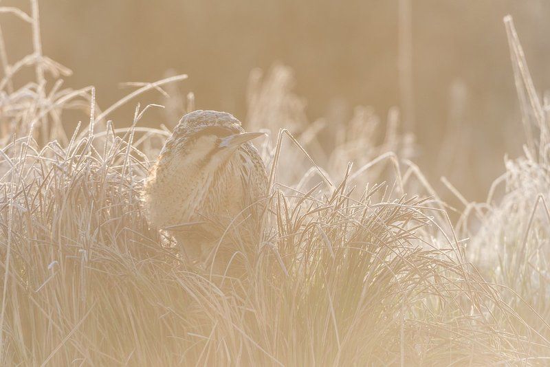 Eurasian bittern; great bittern; Botaurus stellaris; Birder\'s Corner; Birds The Eurasian bittern or great bittern (Botaurus stellaris) фото превью