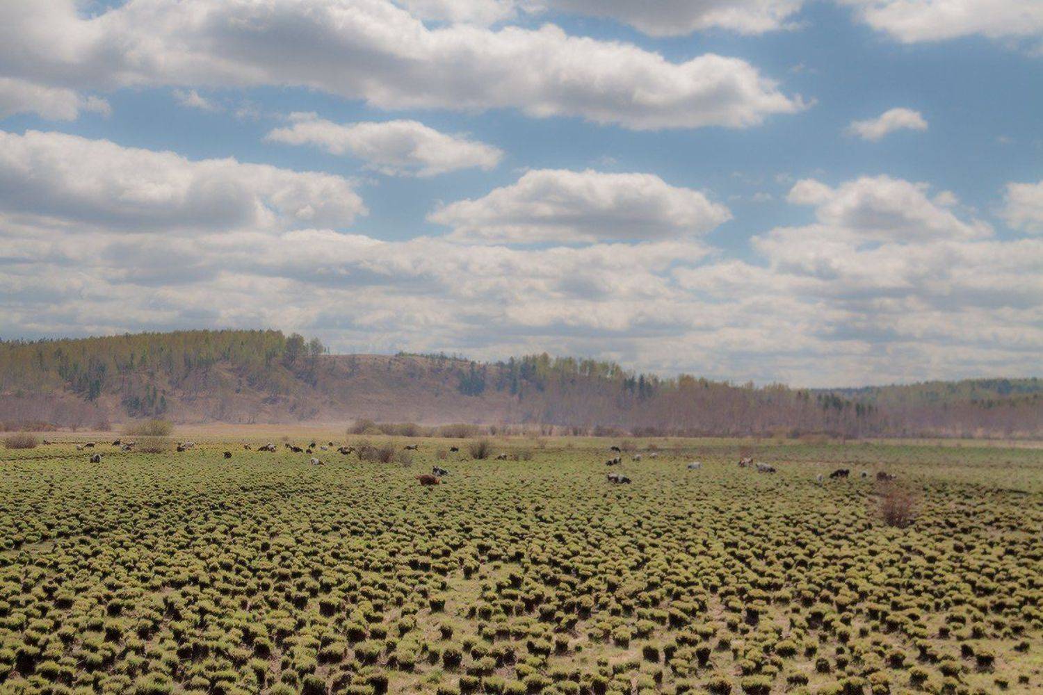 , Николай Морский