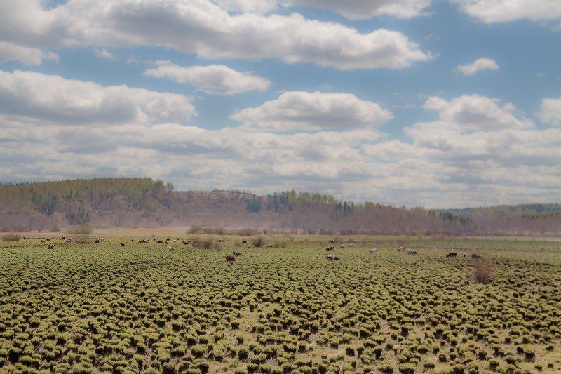 На болоте фото превью