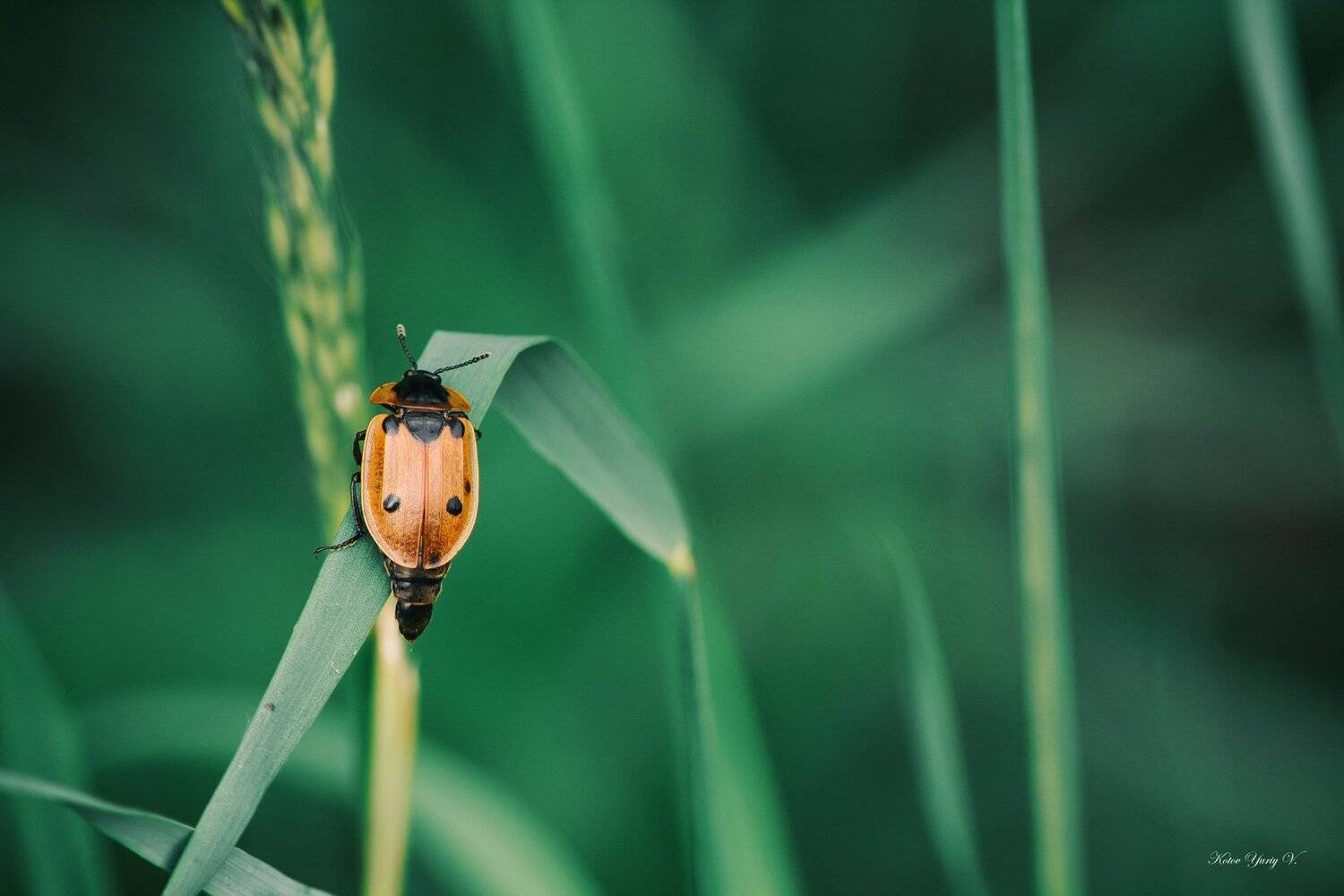 жук, кора, крылья, лапы, тень, черный, красный,цветы,свет,листья, Юрий Котов