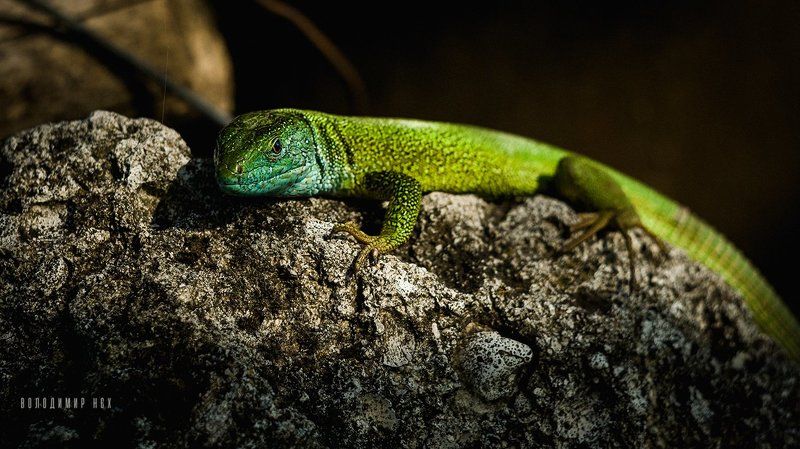 Джа фото превью