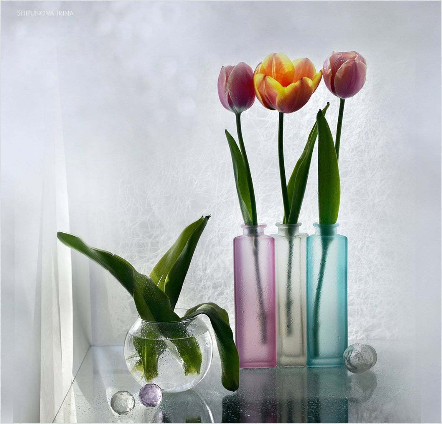 , Шипунова Ирина