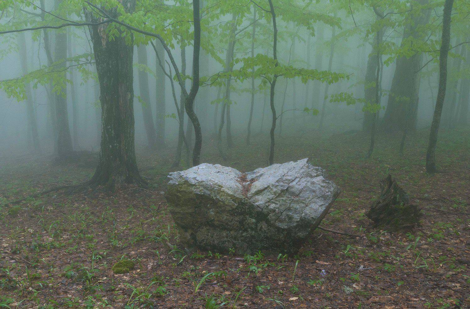 , Саша  Вайсберг / Waldschnepfe /
