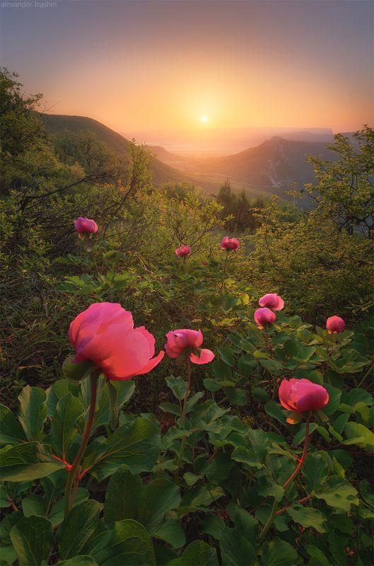 крым, мыс айя, куш-кая, байдарская долина, пейзаж, пионы In The Shadows Of The Forest фото превью