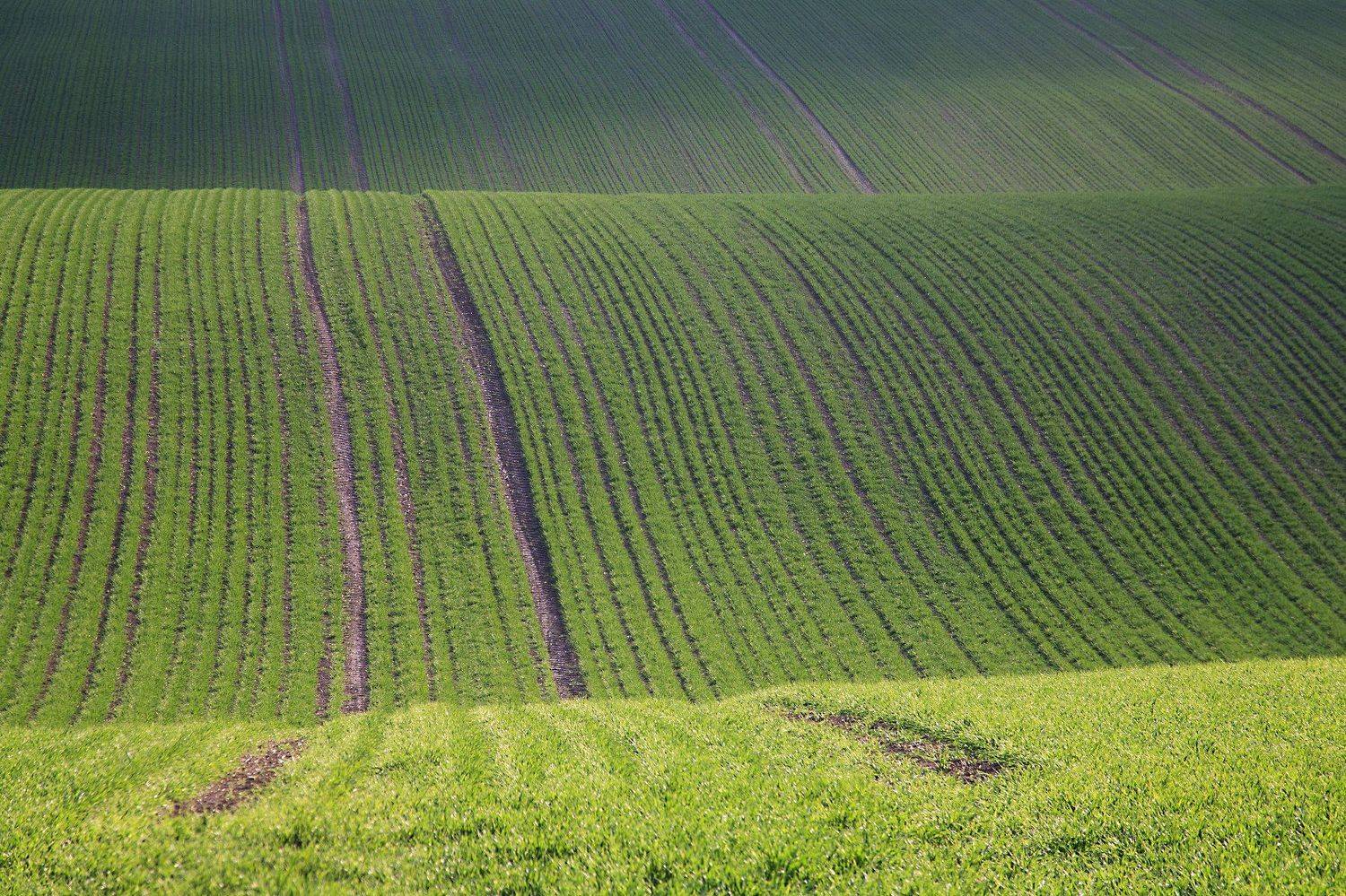 поле весна чехия, Aleksandr
