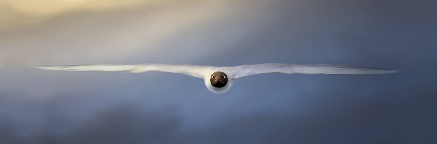 чайка, небо, полет, птица, закат, облака, скорость,, Фото Брест