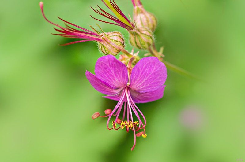 close-up, color, colors, color image, flower, flowers, geranium, green, image, macro, nature, plant, plants, photography, pink, spring, springtime, Geranium macrorrhizum фото превью