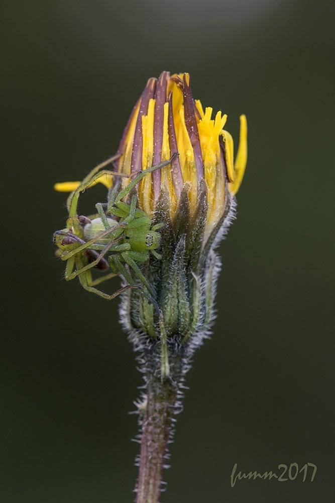 , Игорь ФУММ