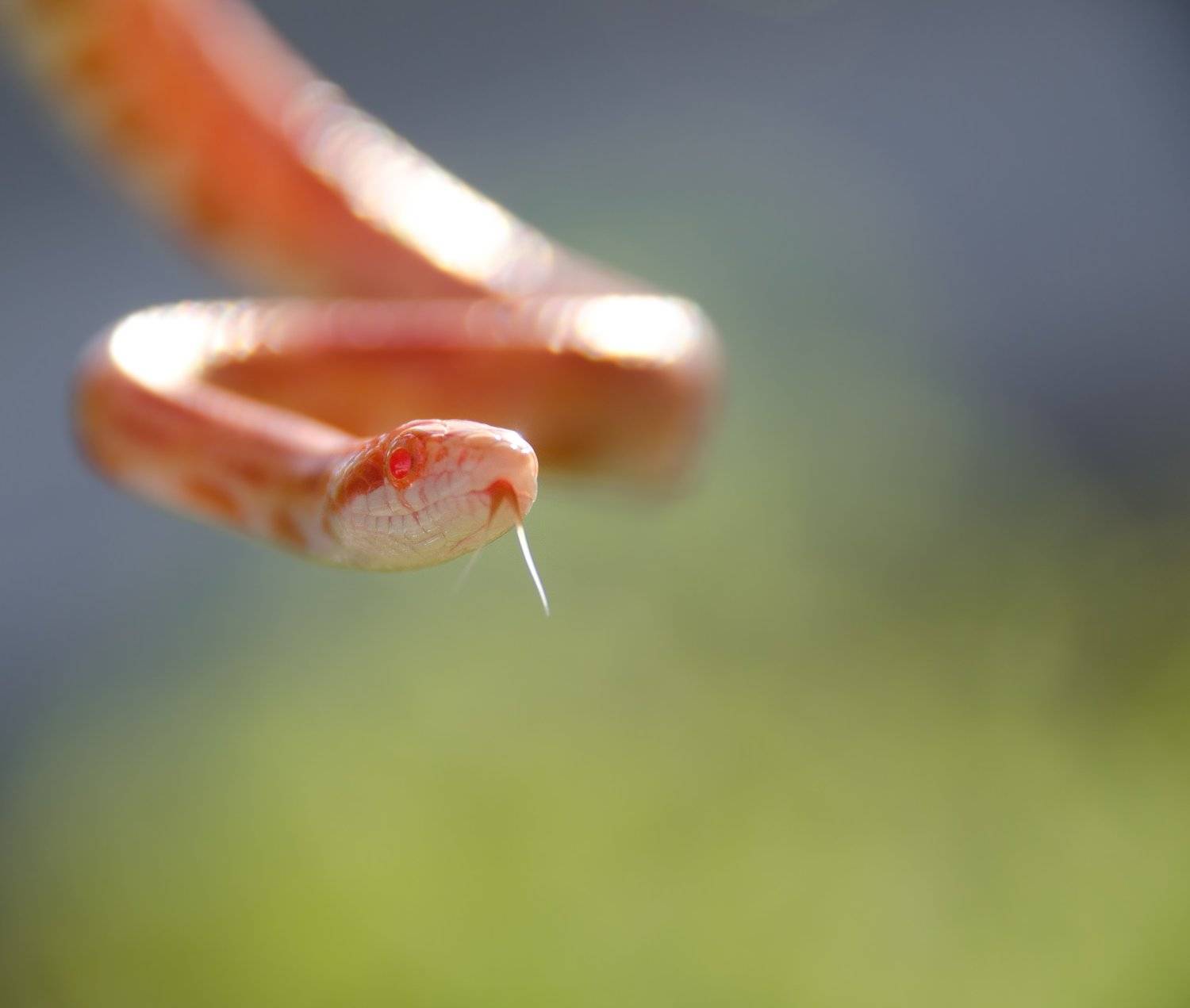 маисовый полоз, змея, макро, портрет, зигзаг, изгиб, рептилия, пресмыкающееся, Ксения Соварцева