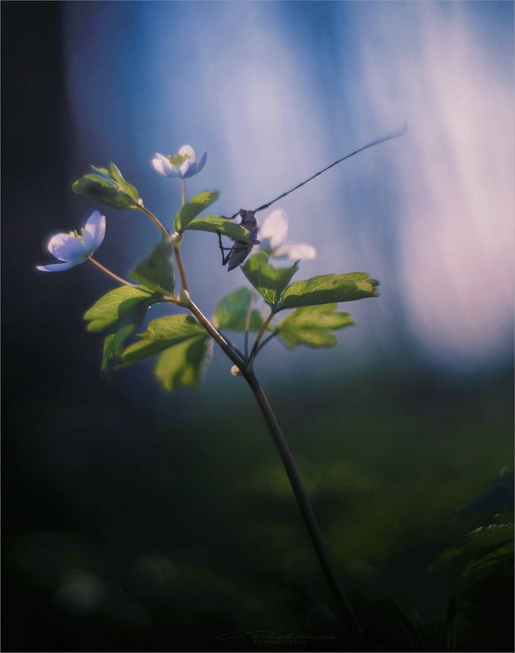 , Рудченко Анатолий