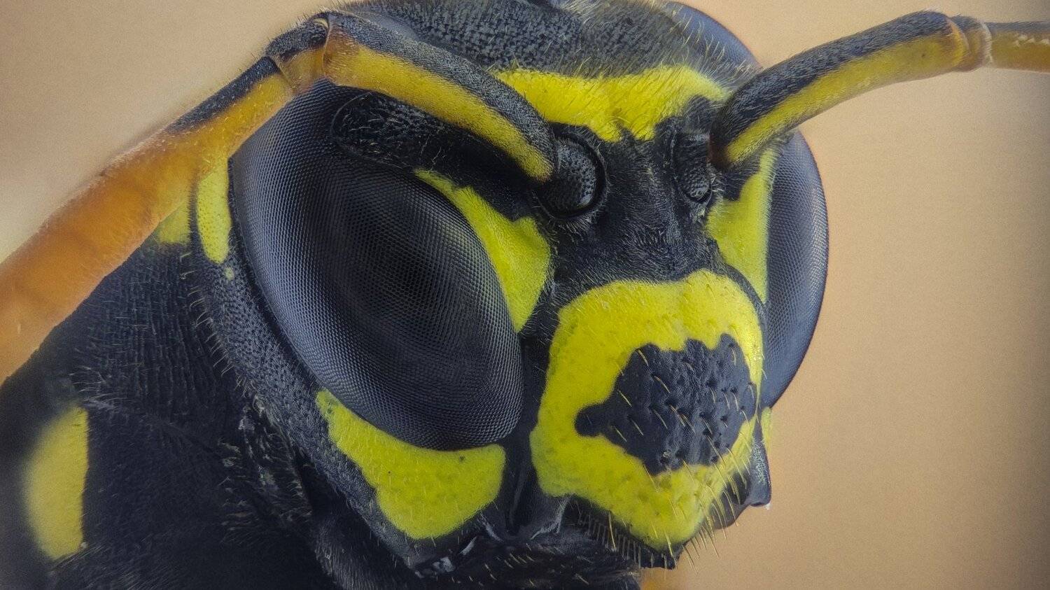 ceclii,macro,lgg4, extremmacro,  макро, Tsvetan Ganev