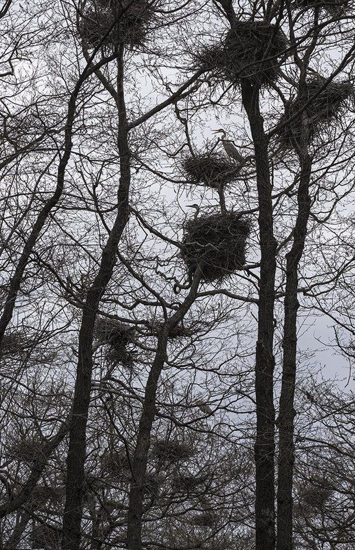 серая цапля, цапельник На цапельнике фото превью
