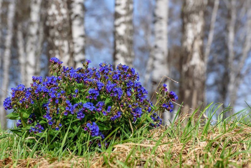 цветы, медуница, алтай, весна, flowers, altai, spring Медуница фото превью