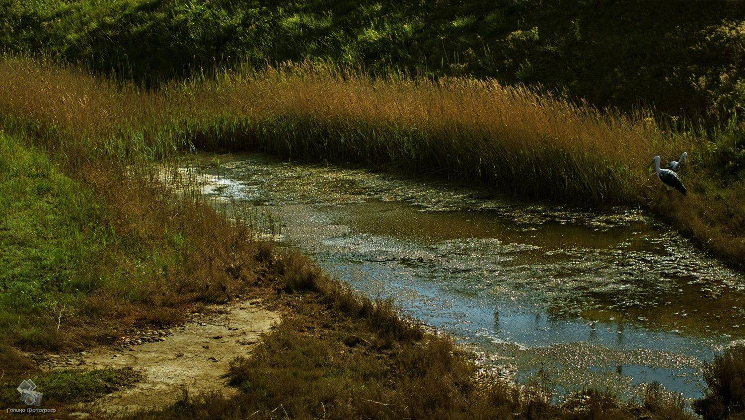 пейзаж, пруд, водоём, станица атамань, болото, камыши, трава, май, весна, цапли, имитация, природа, Галя