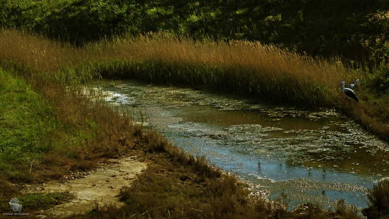 Пруд станицы Атамань фото превью