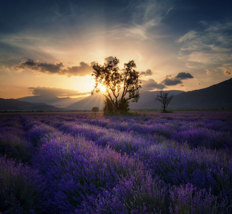 landscape, lavender, болгария, sunset, nature Lavender фото превью