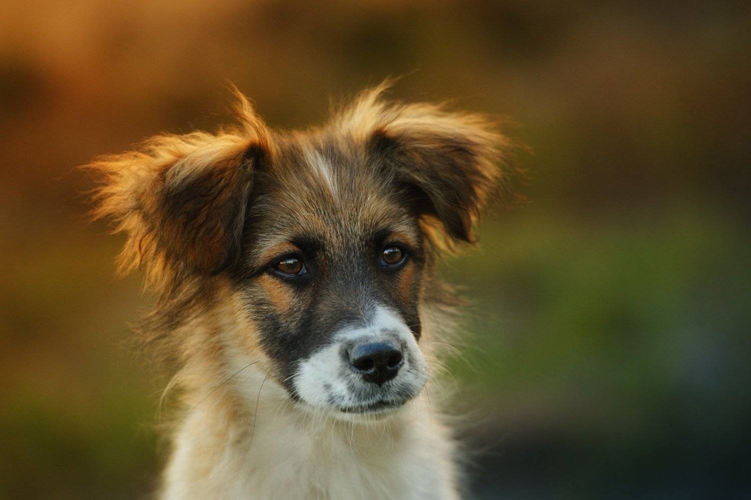 щенок, озорство, шкодливость, хулиганство, Вьюшкин Игорь