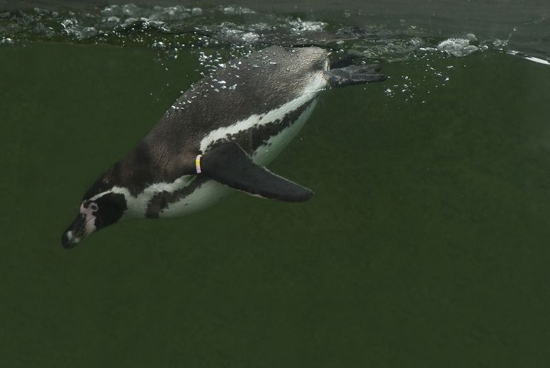 Manchot de Humboldt фото превью