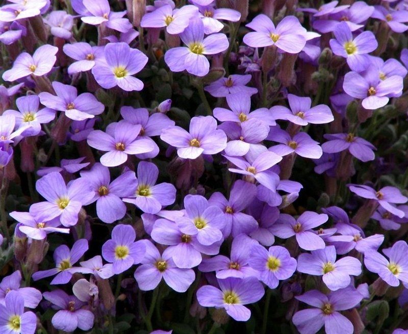 Обриета лиловая фото превью