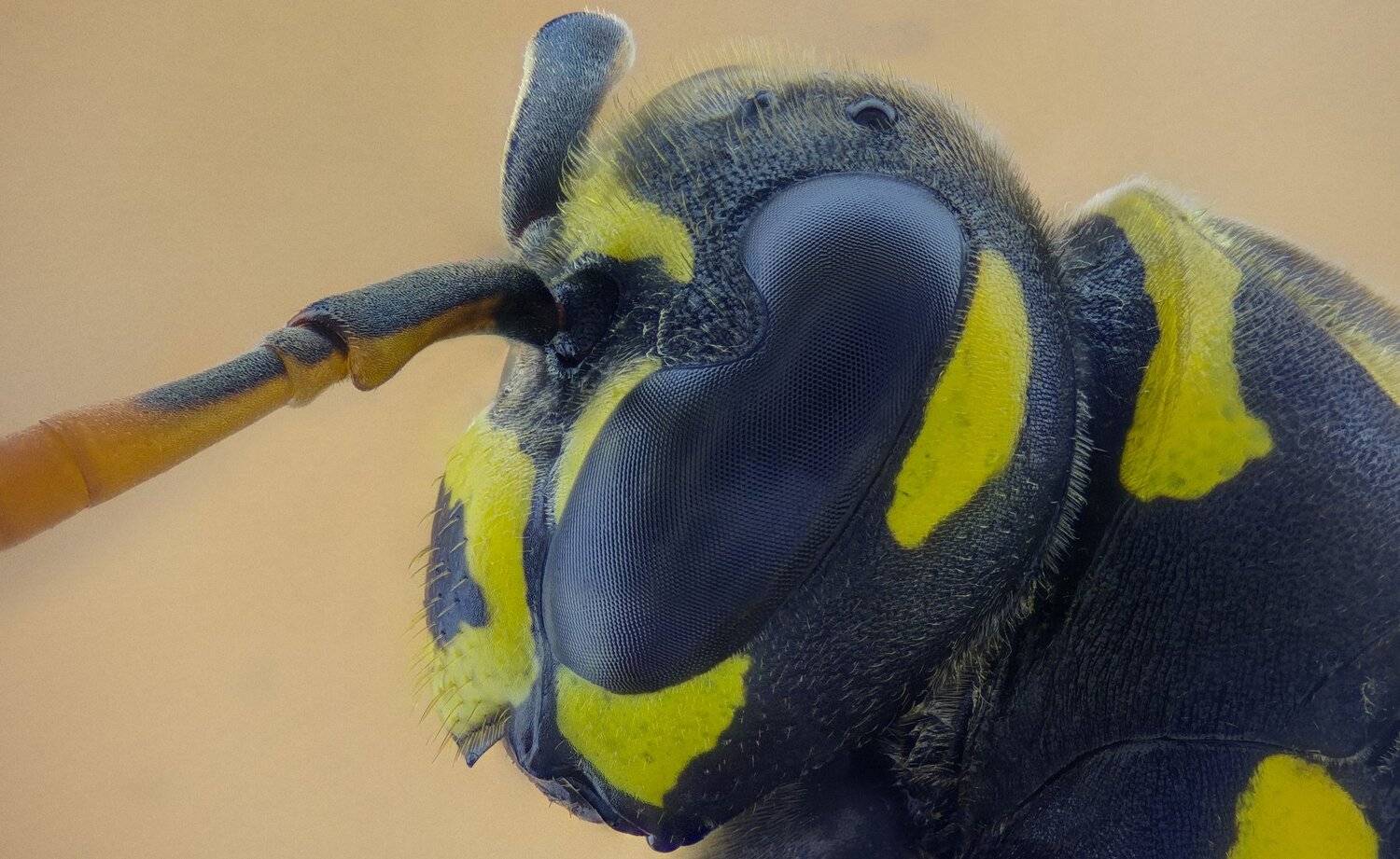 ceclii,macro,lgg4, extremmacro,  макро, Tsvetan Ganev