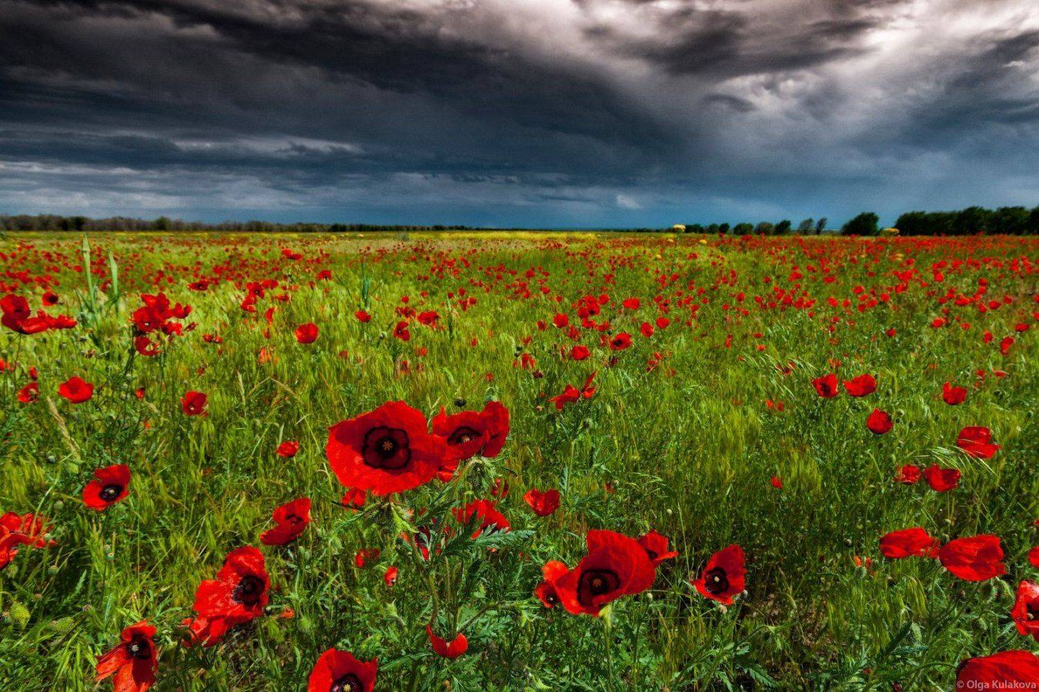 пейзаж, маки, поле, цветы, вечер, гроза, Ольга Кулакова