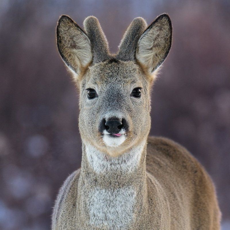 Tongue  фото превью