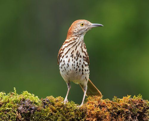 Коричневый пересмешник - Brown Thrasher