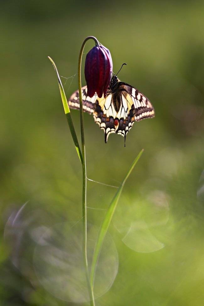 парусник, махаон, papilio, machaon, самарский лес, рябчик, малый, fritillaria, meleagroides, Sergii Markov