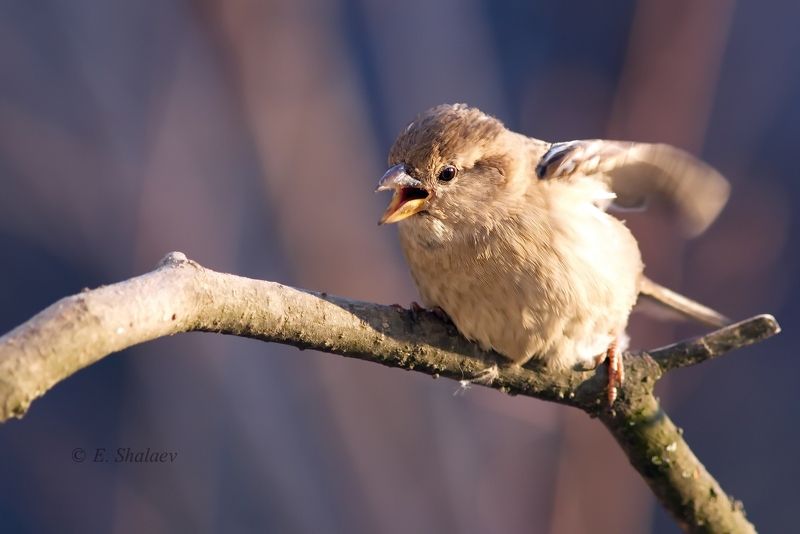 angry birds,birds,птица,птицы,фотоохота Angry Birds фото превью
