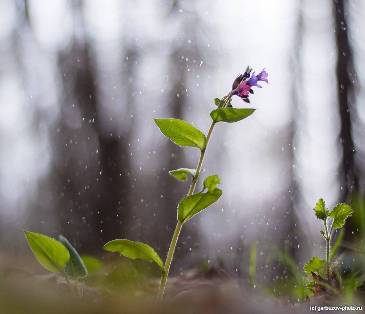 , Гарбузов Илья