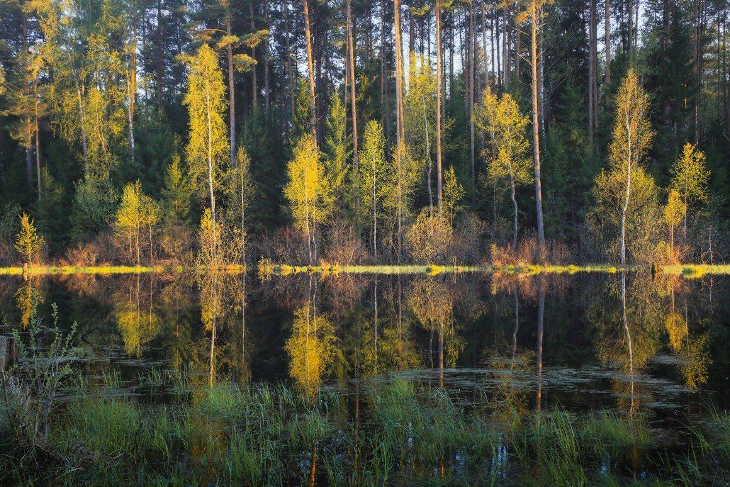 весна разлив вечер свет, Дмитрий Алексеев