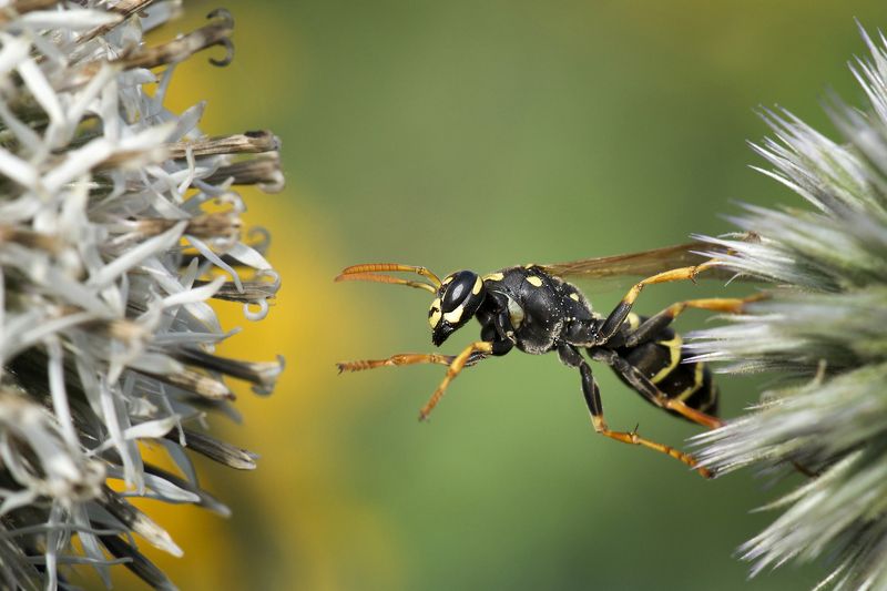 Перелазики... фото превью